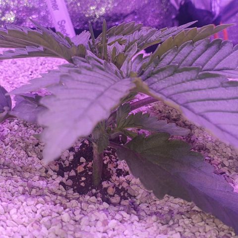 3RH #1 growlog timeline photo