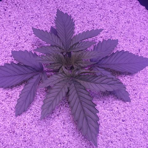 3RH #1 growlog timeline photo