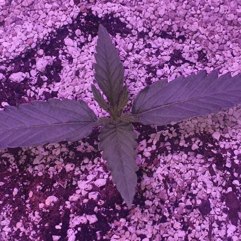 3RH #2 growlog timeline photo