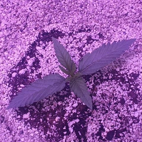 3RH #2 growlog timeline photo