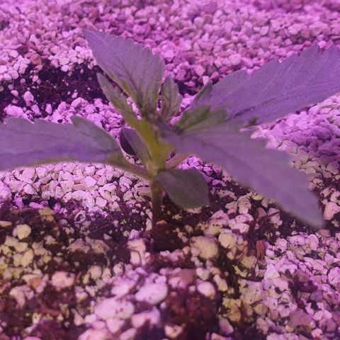 3RH #2 growlog timeline photo