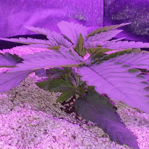 3RH #1 growlog timeline photo