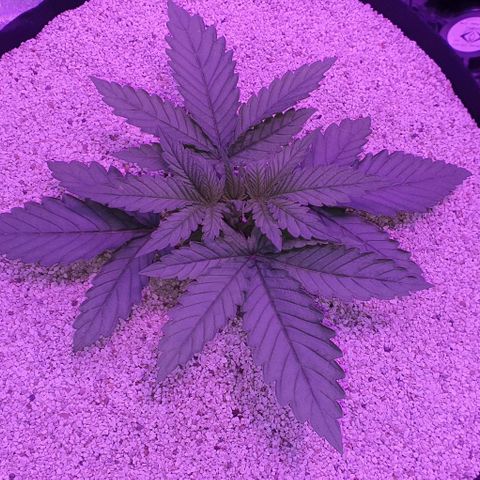 3RH #1 growlog timeline photo