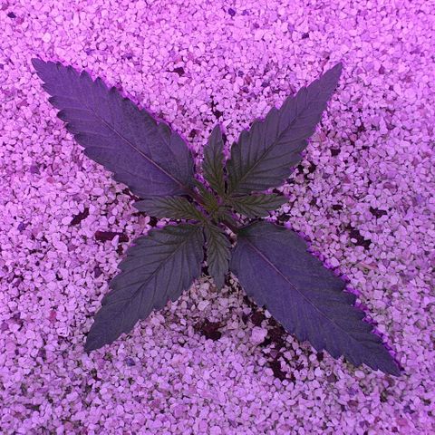 3RH #2 growlog timeline photo