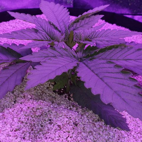 3RH #1 growlog timeline photo
