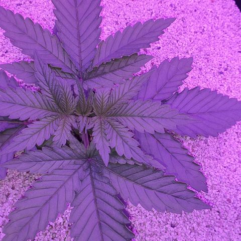 3RH #1 growlog timeline photo