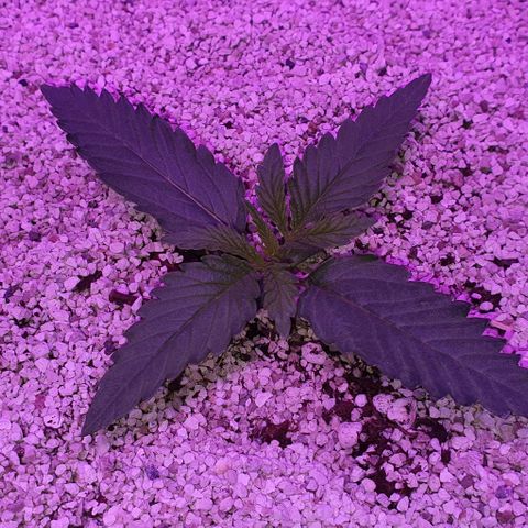 3RH #2 growlog timeline photo