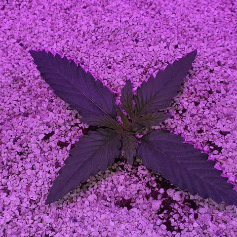 3RH #2 growlog timeline photo