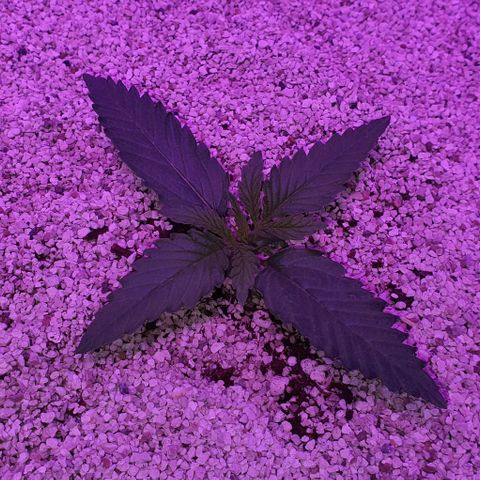 3RH #2 growlog timeline photo