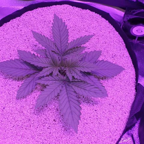 3RH #1 growlog timeline photo