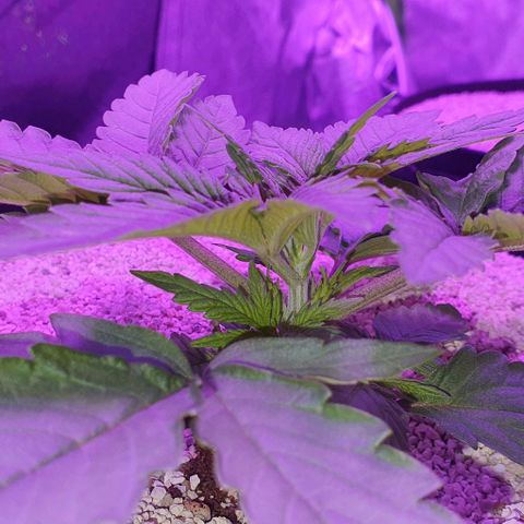 3RH #1 growlog timeline photo