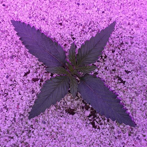 3RH #2 growlog timeline photo