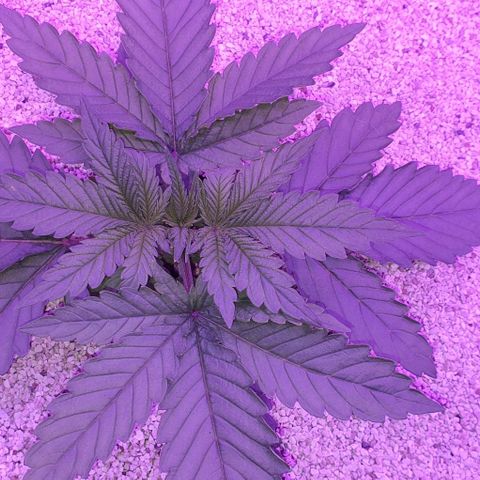 3RH #1 growlog timeline photo