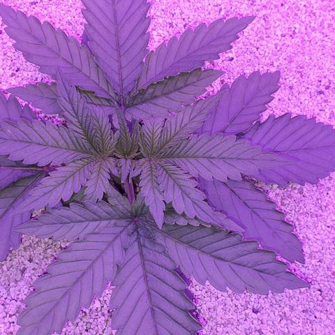 3RH #1 growlog timeline photo