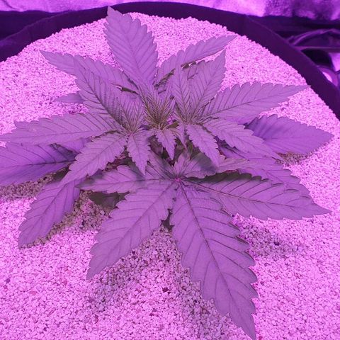 3RH #1 growlog timeline photo