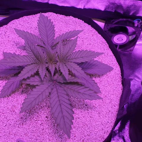 3RH #1 growlog timeline photo