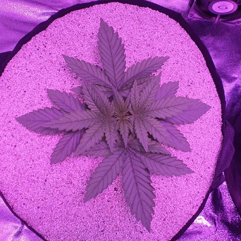 3RH #1 growlog timeline photo