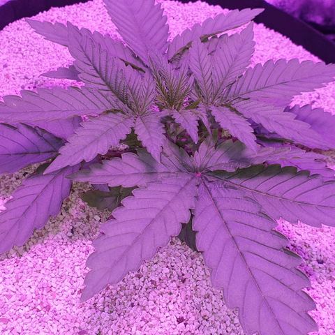 3RH #1 growlog timeline photo