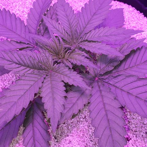 3RH #1 growlog timeline photo