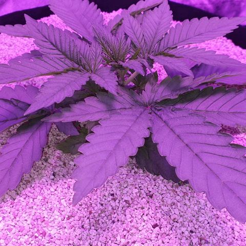 3RH #1 growlog timeline photo