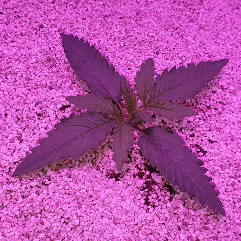 3RH #2 growlog timeline photo