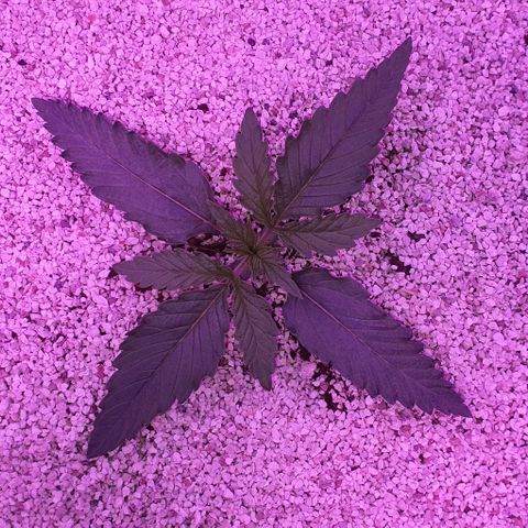 3RH #2 growlog timeline photo