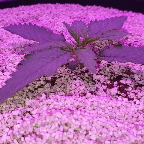 3RH #2 growlog timeline photo