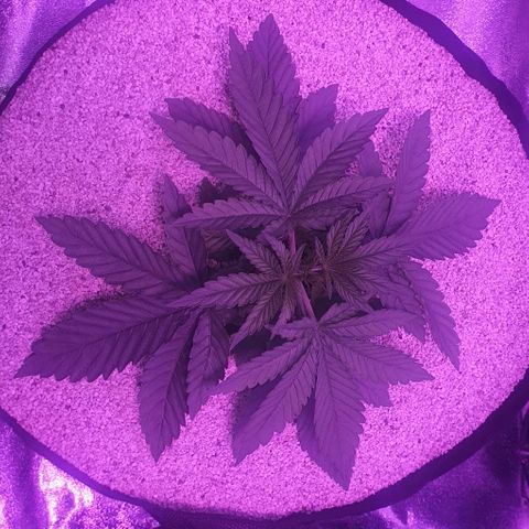 3RH #1 growlog timeline photo