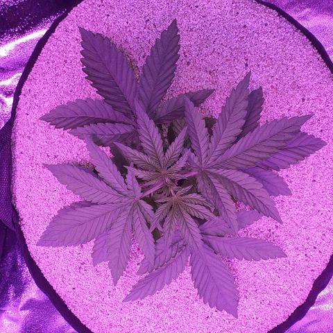 3RH #1 growlog timeline photo