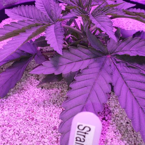 3RH #1 growlog timeline photo