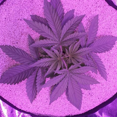 3RH #1 growlog timeline photo