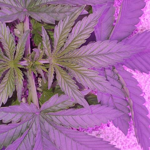 3RH #1 growlog timeline photo