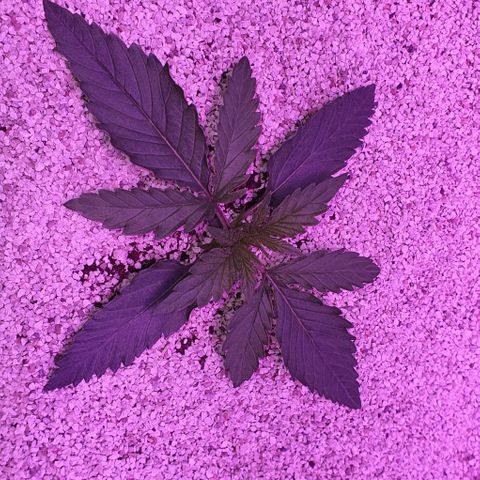 3RH #2 growlog timeline photo
