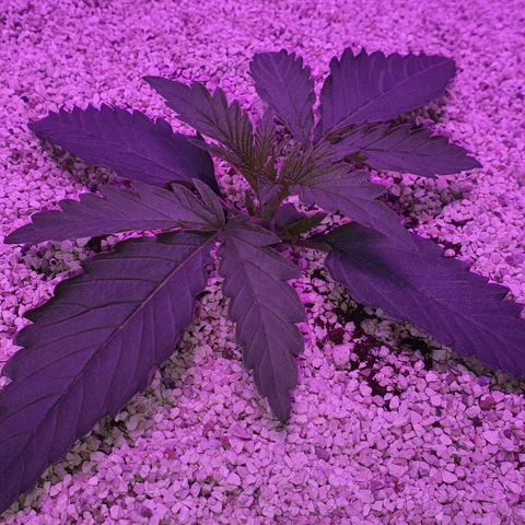 3RH #2 growlog timeline photo
