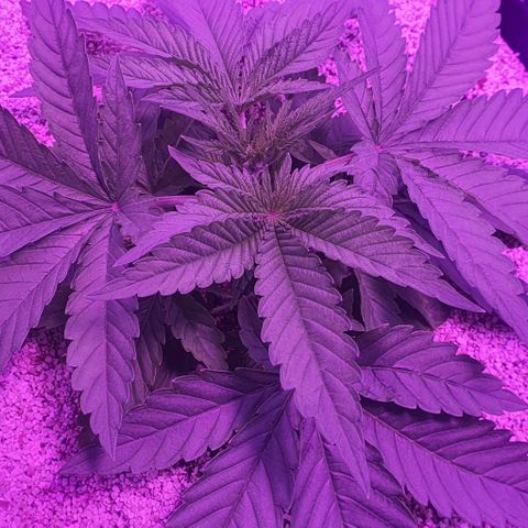 3RH #1 growlog timeline photo