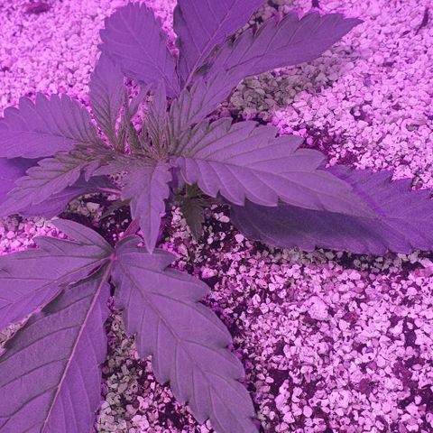 3RH #2 growlog timeline photo
