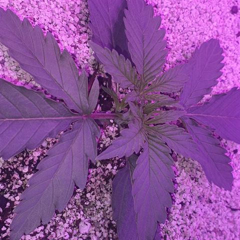 3RH #2 growlog timeline photo