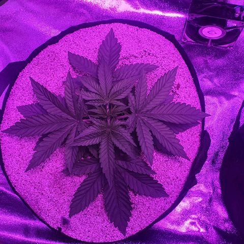 3RH #1 growlog timeline photo