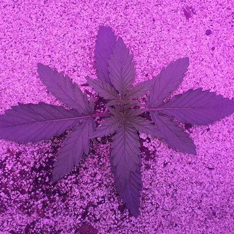 3RH #2 growlog timeline photo
