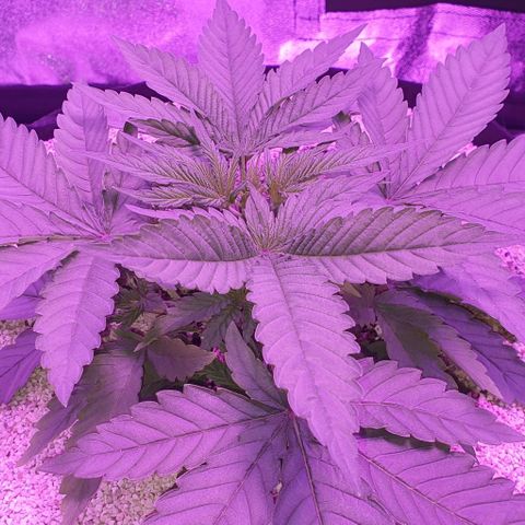 3RH #1 growlog timeline photo