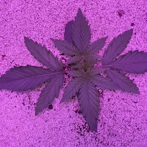3RH #2 growlog timeline photo
