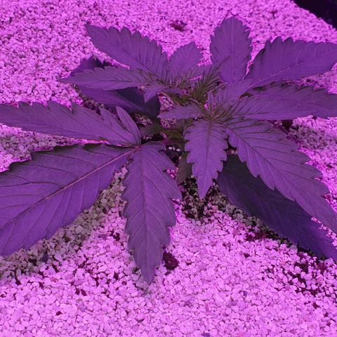 3RH #2 growlog timeline photo