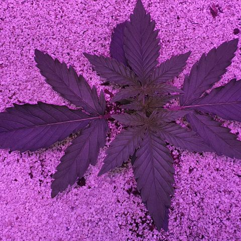 3RH #2 growlog timeline photo