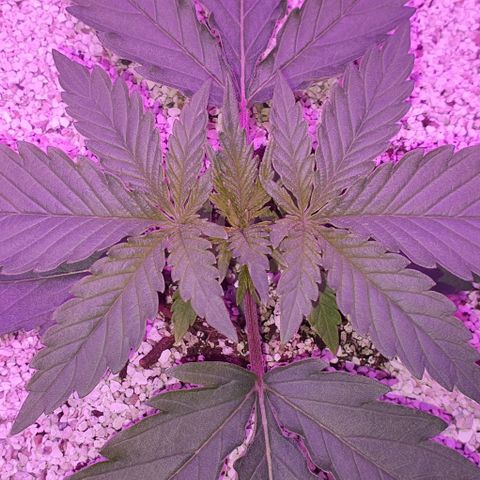 3RH #2 growlog timeline photo