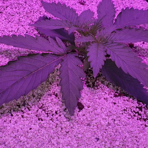 3RH #2 growlog timeline photo