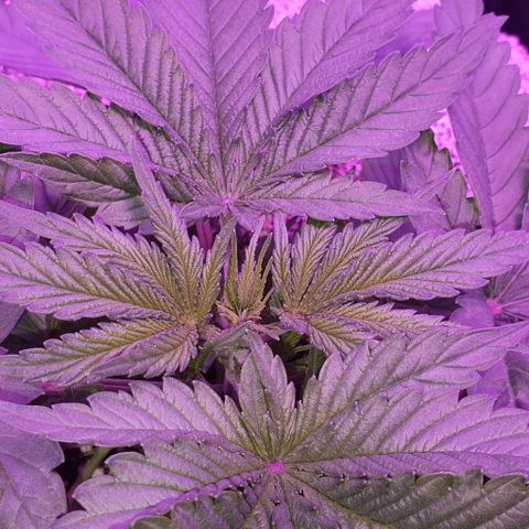 3RH #1 growlog timeline photo