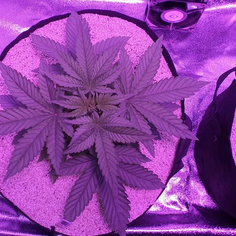 3RH #1 growlog timeline photo