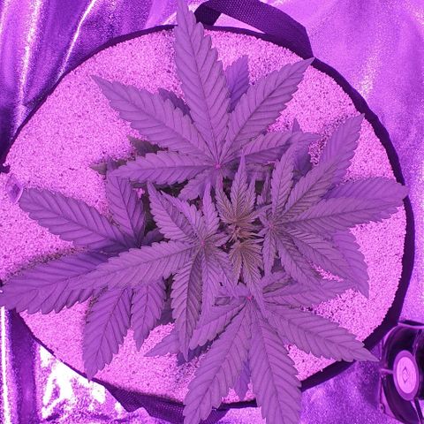 3RH #1 growlog timeline photo