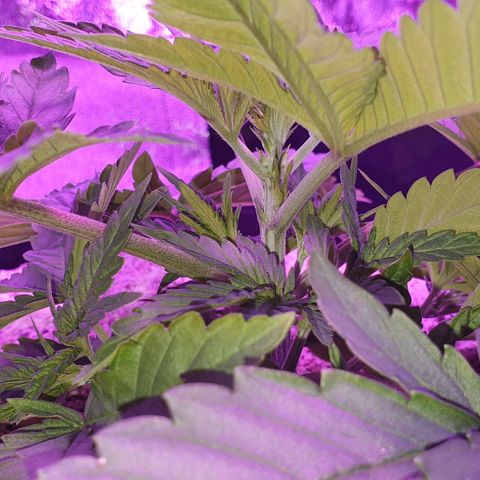 3RH #1 growlog timeline photo