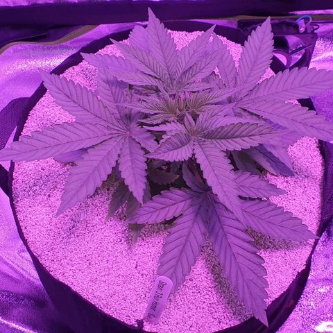 3RH #1 growlog timeline photo